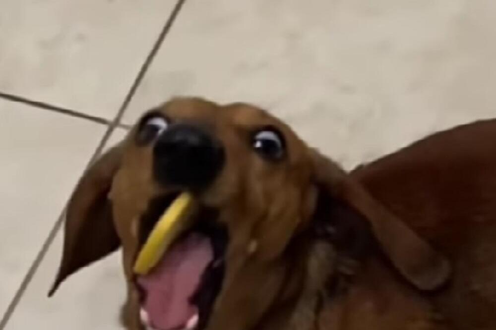 OVO JE PRAVI RAZLOG ZAŠTO PSI REŽE NA LJUDE: Kidišu na njih zbog samo JEDNE STVARI, zanemećete