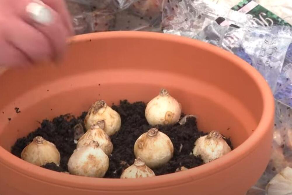 OVO CVEĆE SE TRADICIONALNO SADI U FEBRUARU: Ako želite da se DOBRO PRIMI, morate uraditi ovu stvar