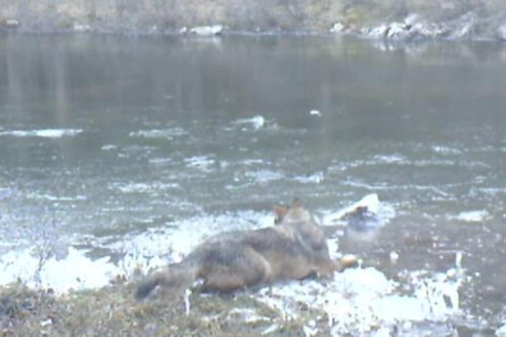 KAMERA UHVATILA VUKA KAKO SE IGRA U ZALEĐENOJ BARI NA VELEBITU: Snimak će vas ODUŠEVITI, kao MALA BEBA JE (VIDEO)