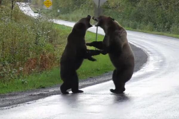 DVA KRVOLOČNA MEDVEDA BORILA SU SE, A ONDA JE DOŠAO VUK: Nećete verovati svojim očima šta se sledeće desilo (VIDEO)