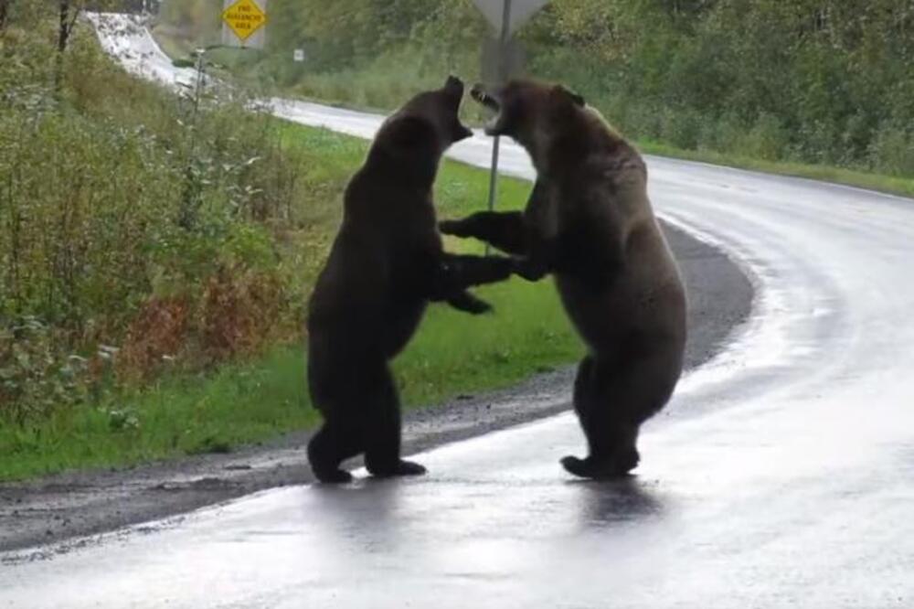 DVA KRVOLOČNA MEDVEDA BORILA SU SE, A ONDA JE DOŠAO VUK: Nećete verovati svojim očima šta se sledeće desilo (VIDEO)