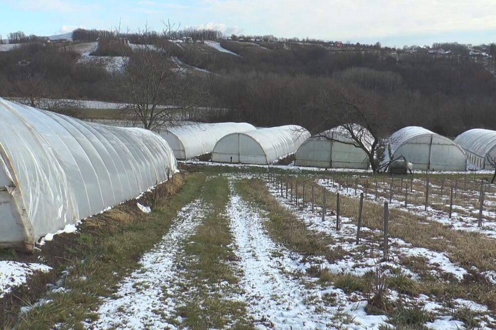 "ONO ŠTO BIH DAO SVOJIM UNUCIMA, TO I PRODAJEM": Organski SPANAĆ kod Milojevića stigao na BERBU (FOTO)