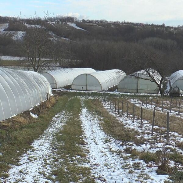 Ove 3 biljke se sade zimi i bez grejanja u plasteniku: Donose velike pare, otporne su na minus