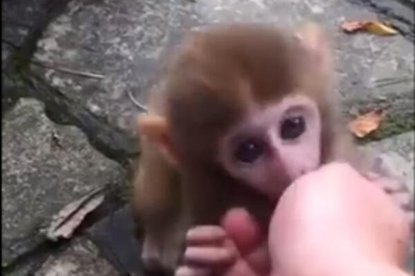 ČOVEK SE PONEO KAO ĐUBRE PREMA MALOM MAJMUNČETU: Onda je došla njegova majka, a kamera je sve zabeležila (VIDEO)