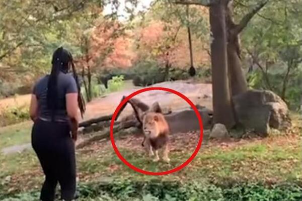 UŠLA JE U KAVEZ SA LAVOVIMA I POČELA DA IGRA: Ono što je usledilo ledi krv u žilama, AU KAKAV HOROR (VIDEO)