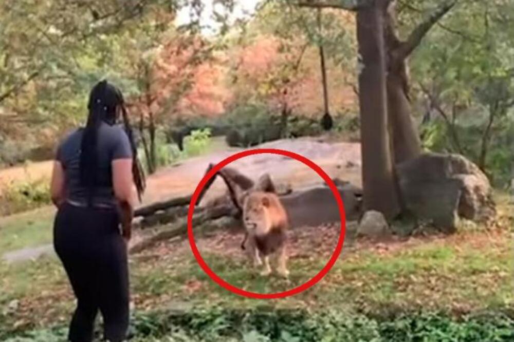 UŠLA JE U KAVEZ SA LAVOVIMA I POČELA DA IGRA: Ono što je usledilo ledi krv u žilama, AU KAKAV HOROR (VIDEO)