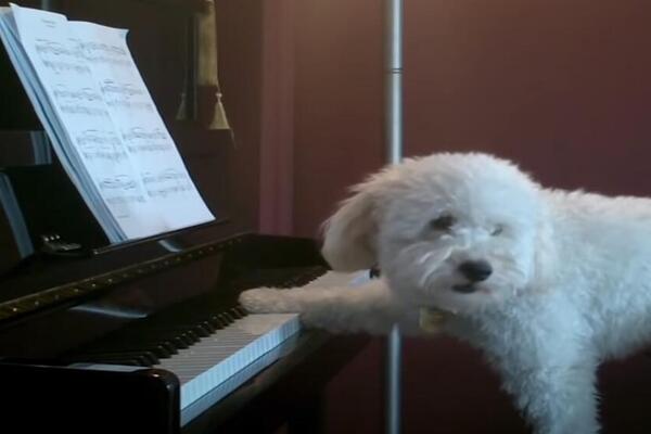 DA LI STE IKAD VIDELI PSA DOK SVIRA KLAVIR? Ima pokrete BOLJE NEGO ČOVEK, kad vidite OVO UMEĆE, PATOSIRAĆETE SE