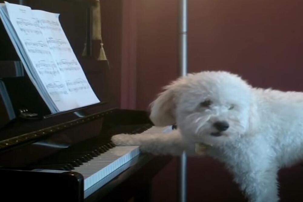 DA LI STE IKAD VIDELI PSA DOK SVIRA KLAVIR? Ima pokrete BOLJE NEGO ČOVEK, kad vidite OVO UMEĆE, PATOSIRAĆETE SE