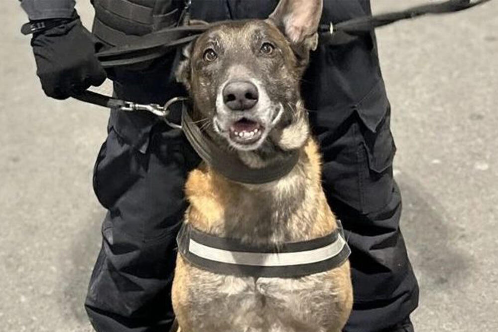 PAS NERON RAZBUCAO KRIJUMČARA: Nanjušio sumnjivu stvar u rancu mladića, pa otkrio ŠTA JE KRIO U KIFLI (FOTO)