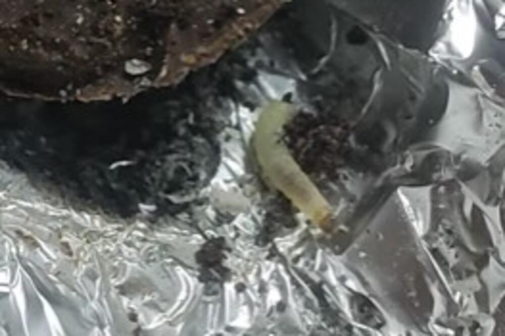 ŠTA OVO GMILI U ČOKOLADI? Ovaj slatkiš je obogaćen "ŽIVIM PROTEINOM", Srbi se zgrozili, evo i zašto (VIDEO)