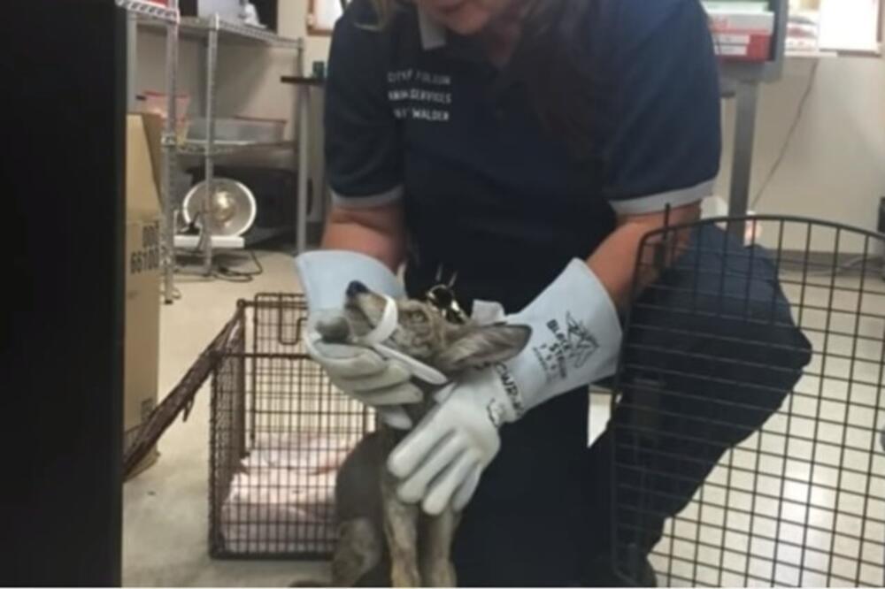 ŽENA PRONAŠLA NEUHRANJENOG PSA, PA HTELA DA MU POMOGNE: Kada joj je VETERINAR otkrio koga je SPASILA, PREMRLA JE