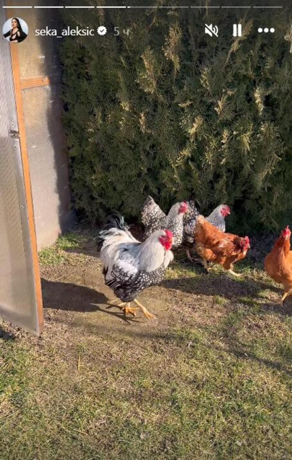 Objava Seke Aleksić