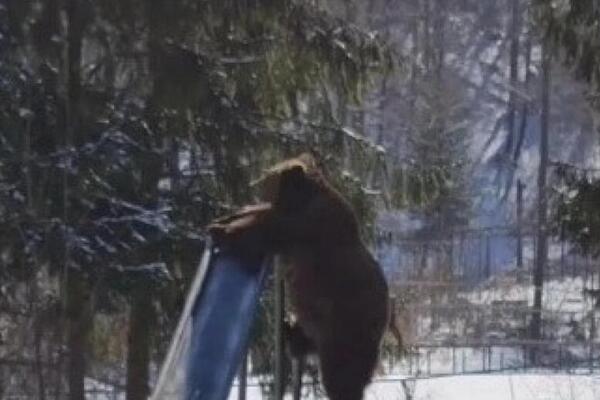 ČOVEK SE ŠOKIRAO KADA JE VIDEO OGROMNOG MEDVEDA NA DEČIJEM IGRALIŠTU: Nije slutio da će uraditi NEOČEKIVANU STVAR