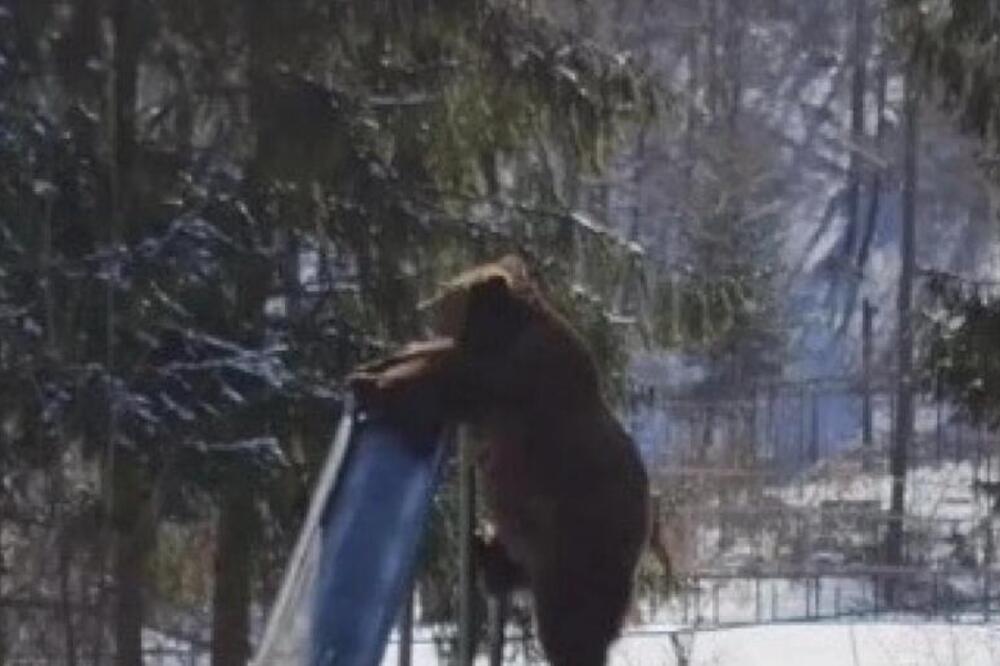 ČOVEK SE ŠOKIRAO KADA JE VIDEO OGROMNOG MEDVEDA NA DEČIJEM IGRALIŠTU: Nije slutio da će uraditi NEOČEKIVANU STVAR