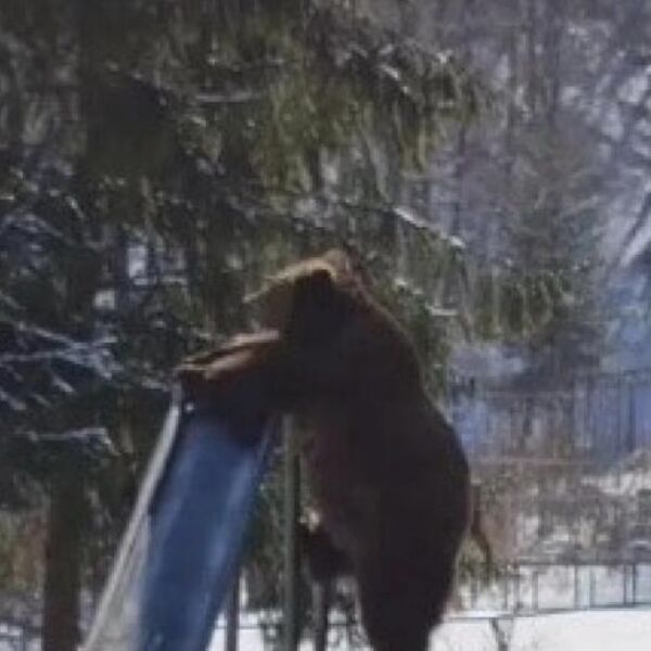 ČOVEK SE ŠOKIRAO KADA JE VIDEO OGROMNOG MEDVEDA NA DEČIJEM IGRALIŠTU: Nije slutio da će uraditi NEOČEKIVANU STVAR