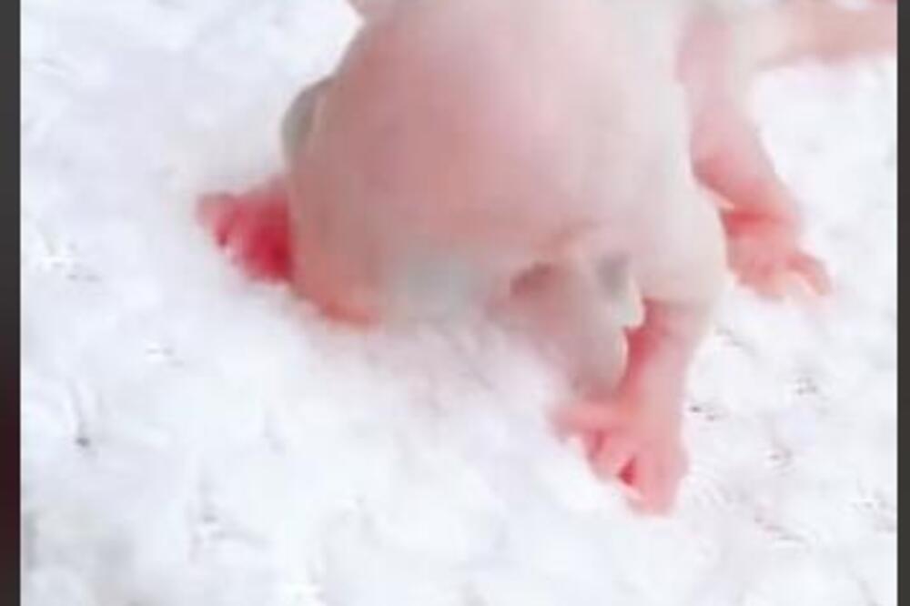 BRAČNI PAR PRONAŠAO STVORENJE BOJE KOŽE U DVORIŠTU, NISU IMALI POJMA ŠTA JE: Kad je PORASLO, ostali su u NEVERICI