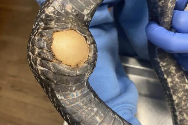 ZMIJA PROGITALA VELIKI PREDMET PA JOJ SE STVORILA RUPA NA TELU: Veterinar ODMAH REAGOVAO, jedva je spasili (FOTO)