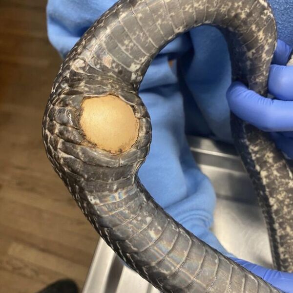 ZMIJA PROGITALA VELIKI PREDMET PA JOJ SE STVORILA RUPA NA TELU: Veterinar ODMAH REAGOVAO, jedva je spasili (FOTO)