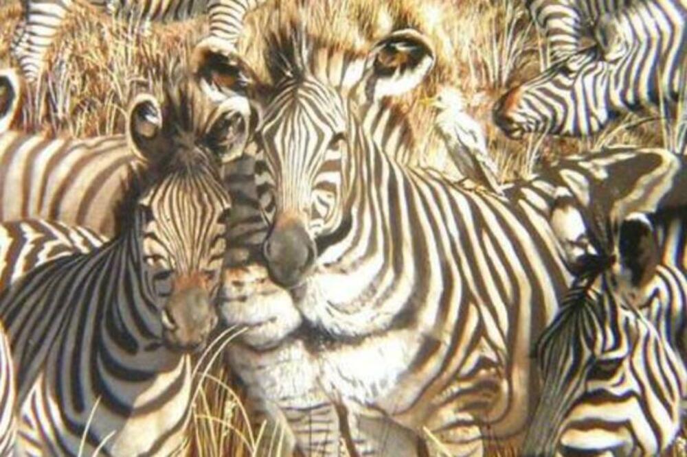 OVO JE NAJBRŽI TEST LIČNOSTI: Odmah saznajte šta DRUGI MISLE O VAMA, ono što prvo vidite OTKRIVA SVE (FOTO)