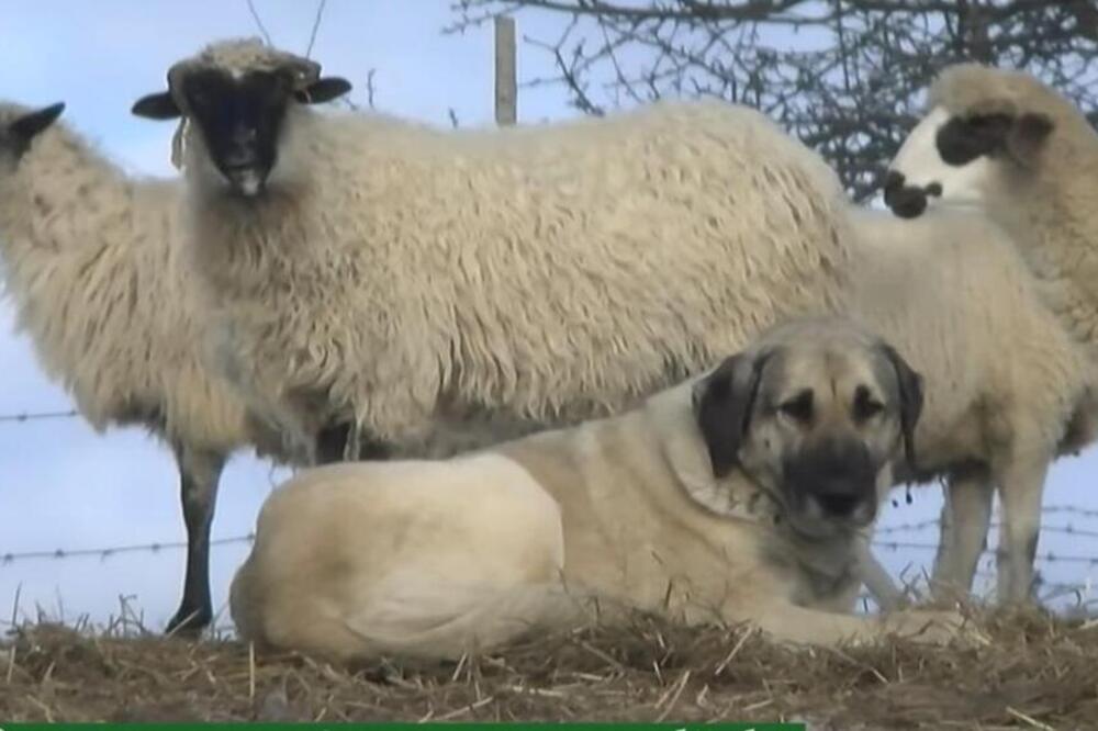 BUDUĆE GAZDE ZADOVOLJNO TRLJAJU RUKE: Raspisan konkurs za dodelu novca, deli se 115 MILIONA, evo o čemu je reč