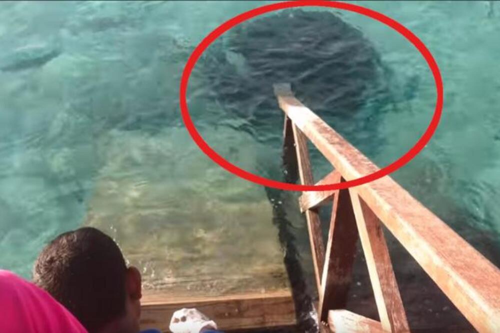 HRANIO JE RIBE NA MOLU, PA JE NA NJEGA SKOČILA OGROMNA, CRNA NEMAN: Sve je zabeleženo kamerom, AU (VIDEO)