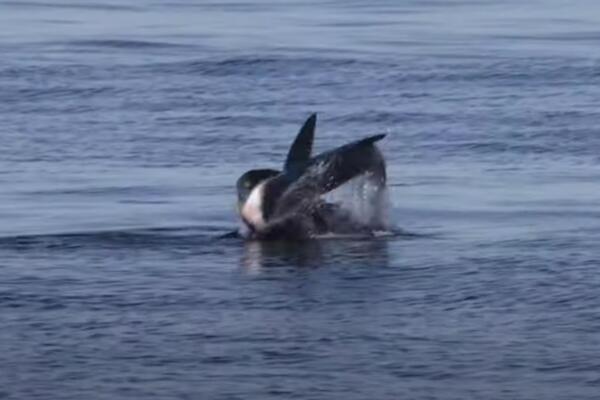 MOĆNI PREDATOR SE 3 MINUTA BORIO SA AJKULOM! Kraj je BIO BRUTALAN, žena SVE SNIMILA - GLEDAJTE OVO (VIDEO)