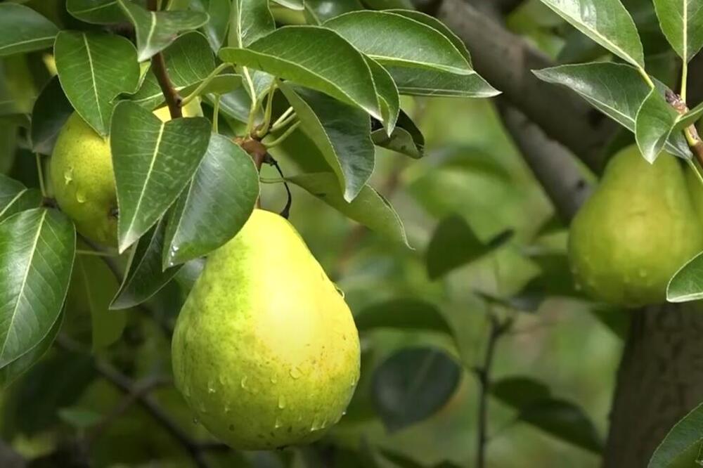 JEZIVO I MRAČNO POREKLO IZRAZA "PAO S KRUŠKE": Naši stari su verovali da u ovom drvetu živi NAJVEĆE ZLO