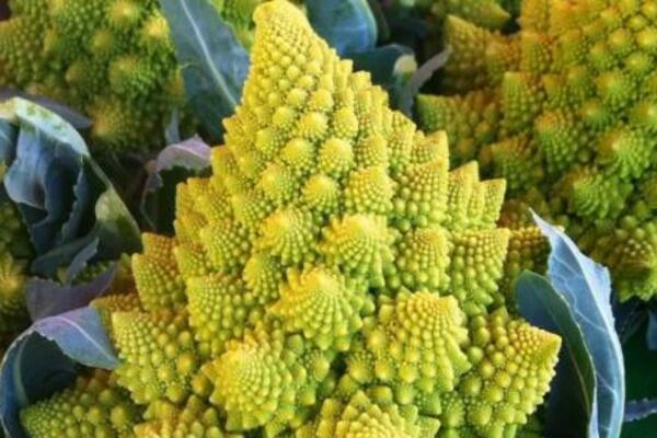 ZA OVO POVRĆE SRBI NIKAD NISU ČULI, A OD NJEGA SE PRAVI NAJBOLJA ČORBA: Pun je vitamina C, bomba za IMUNITET