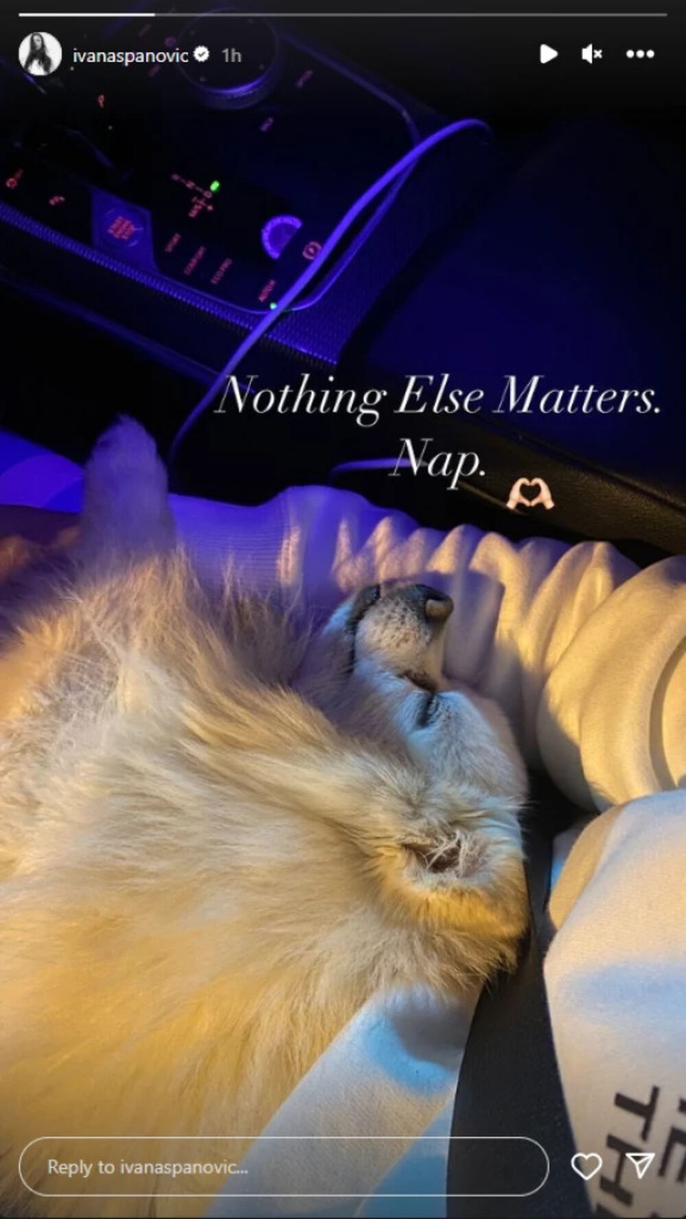 Pas Ivane Španović