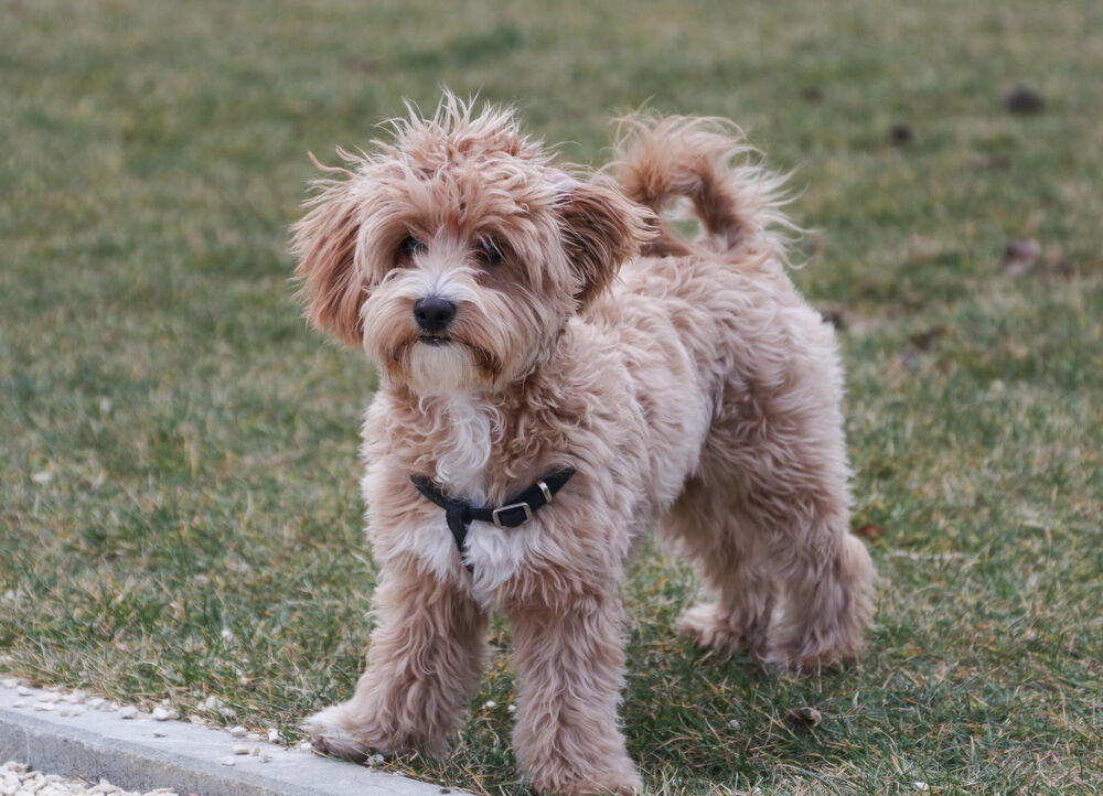 Espreso ljubimac, nela