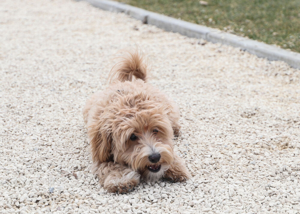 Espreso ljubimac, nela