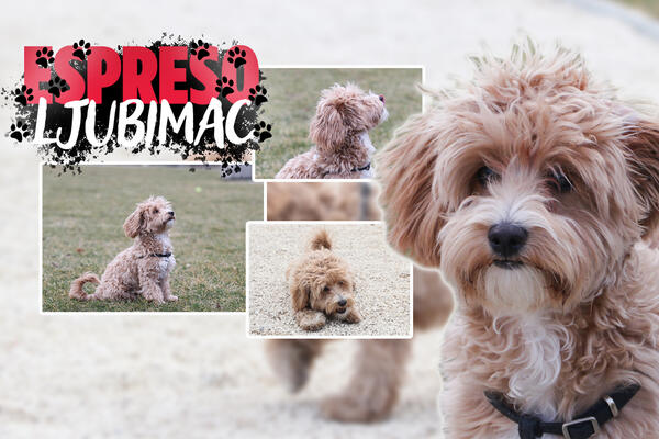 NELA JE NAJSLAĐI PAS KOG ĆETE DANAS UGLEDATI! Ne voli kada je ostavljate SAMU, odmah vam skače u naručje! (FOTO)