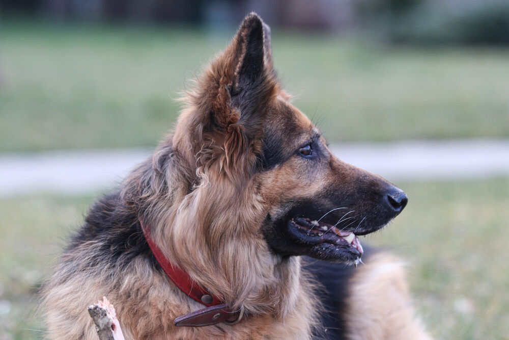 Espreso ljubimac, amadeja