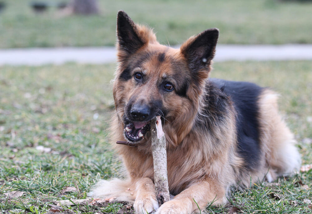 Espreso ljubimac, amadeja