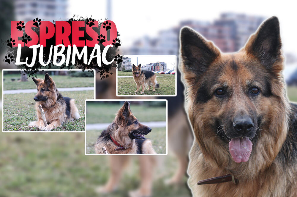 UPOZNAJTE AMADEJU, NAJSLAĐEG NEMAČKOG OVČARA U BEOGRADU: Došla je iz RUSIJE, želi da pronađe partnera u SRBIJI