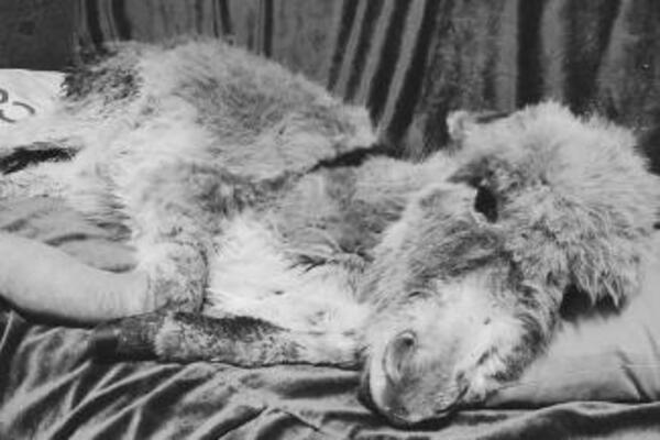 TUŽNE VESTI: Uginulo magarence Milence koje je bilo spaseno sa KRČEDINSKE ADE