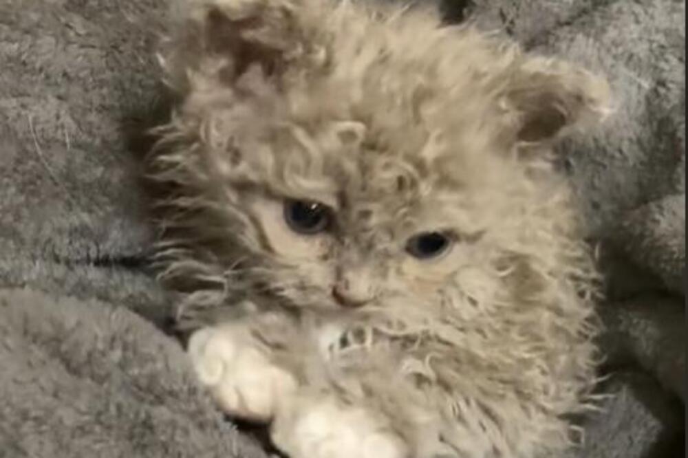 UPOZNAJTE MACU ZA KOJU KAŽU DA JE POLA MAČKA- POLA OVCA: Nema osobe koja se ne "ISTOPI" kada vidi ovaj snimak