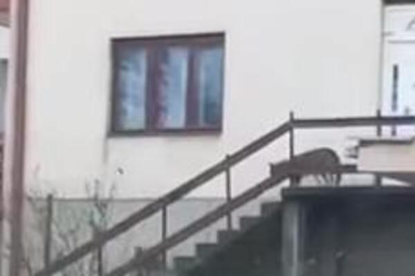 ŠOK SITUACIJA U CENTRU SRPSKOG GRADA! Vukovi ušli u dvorište, ljudi zatekli KRVAVU SCENU (VIDEO)