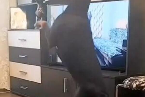 LJUDI GLEDAJU I NE VERUJU ŠTA OVAJ PAS RADI PRED VLASNIKOM: Mirno je sedeo, a onda samo skočio i počeo da...(VIDEO)