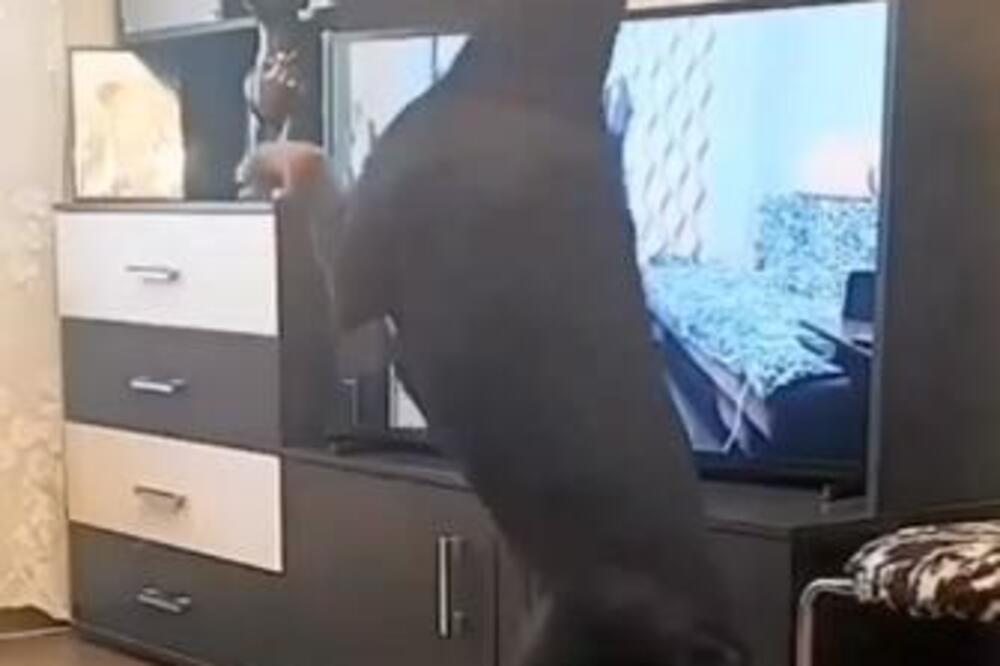 LJUDI GLEDAJU I NE VERUJU ŠTA OVAJ PAS RADI PRED VLASNIKOM: Mirno je sedeo, a onda samo skočio i počeo da...(VIDEO)