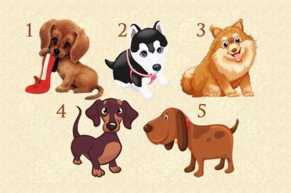 ZAMISLITE ŽELJU PA ODABERITE JEDNO ŠTENE SA SLIKE: Odmah ćete saznati da li će se ŽELJA OSTAVRITI (FOTO)