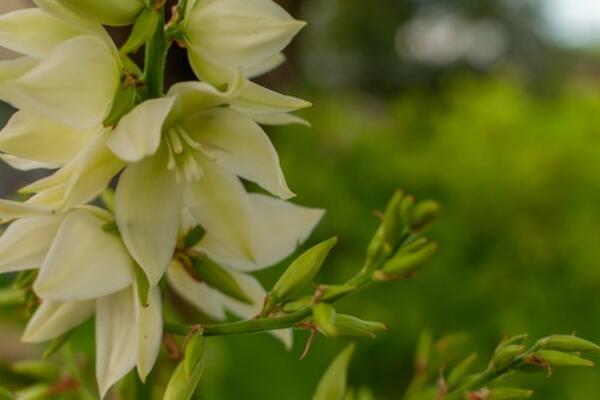 OVA BILJKA PLAČE U KUĆI KADA SE DEŠAVA OVO: Ako je stavite u istu SOBU gde su DECA može izazvati SMROTNOSNO GUŠENJE