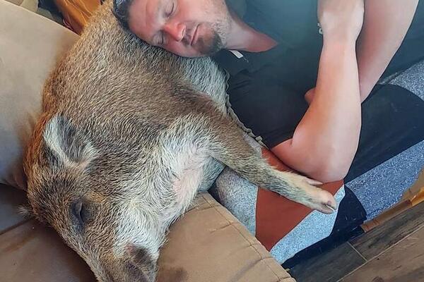 PRONAŠAO JE MLADUNČE DIVLJE SVINJE I ODLUČIO DA GA USVOJI: Nije mogao zamisliti u šta će IZRASTI posle GODINU DANA