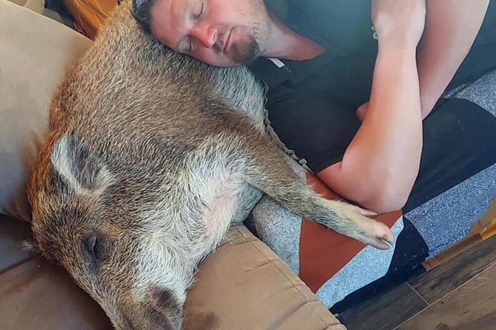 PRONAŠAO JE MLADUNČE DIVLJE SVINJE I ODLUČIO DA GA USVOJI: Nije mogao zamisliti u šta će IZRASTI posle GODINU DANA