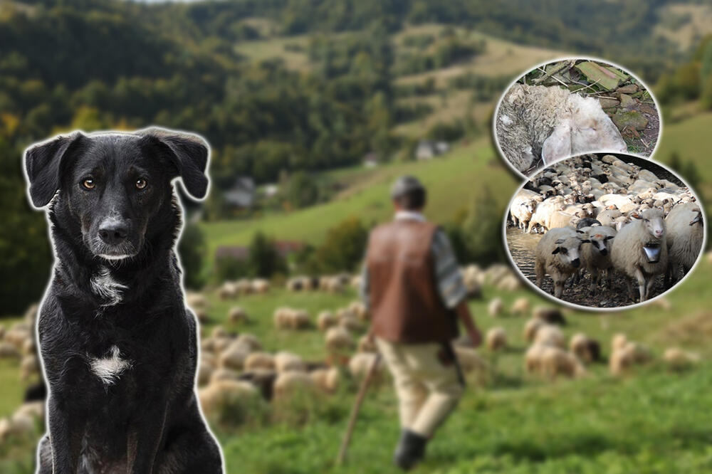 (UZNEMIRUJUĆE) PSI LUTALICE ZAKLALI STADO OVACA U LAPOVU: Čovek doživeo ŠOK, prizor je STRAŠAN! Niko nije NADLEŽAN?