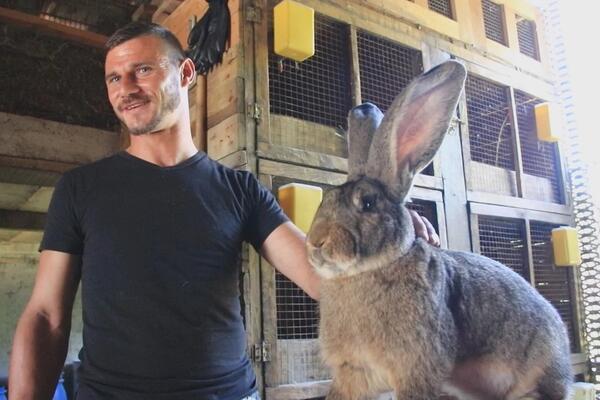 ČUDO U SELU KOD TOPOLE: Ženka sivog orijaša na svet donela čak osamnaest mladunaca (FOTO)