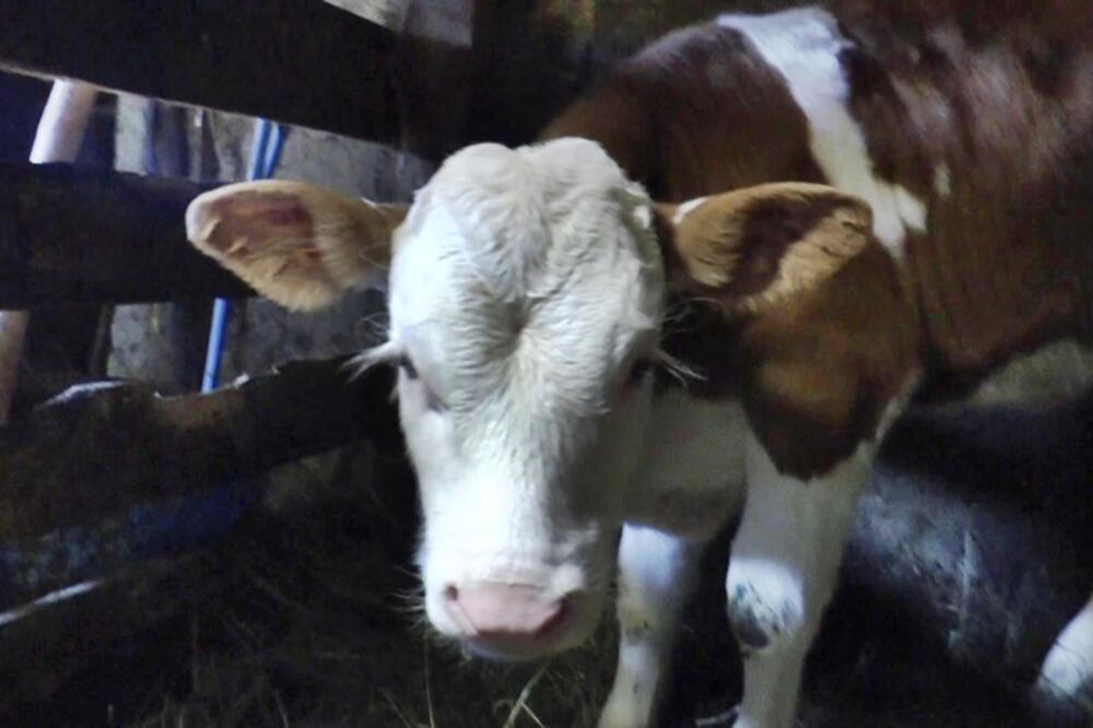 MATEMATIČKI ZADATAK KOJU JE ZBUNIO CELU SRBIJU: "Kupio sam KRAVU za 800 evra..." Da li vi možete da rešite? (FOTO)