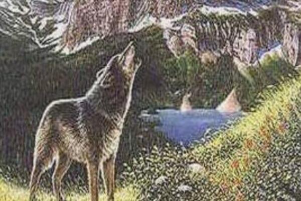 DOBRO SE ZAGLEDAJTE U OVU ILUZIJU I OTKRIĆETE KOLIKO VAM JE JAKA INTUICIJA: Koliko vukova ima na slici?