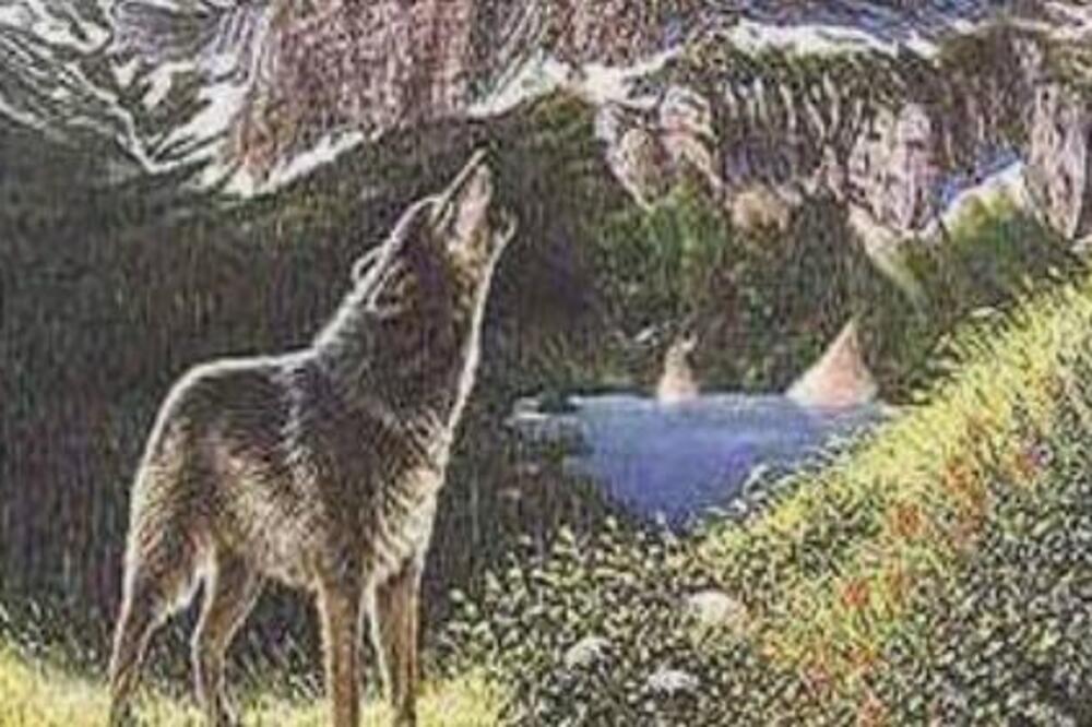 DOBRO SE ZAGLEDAJTE U OVU ILUZIJU I OTKRIĆETE KOLIKO VAM JE JAKA INTUICIJA: Koliko vukova ima na slici?