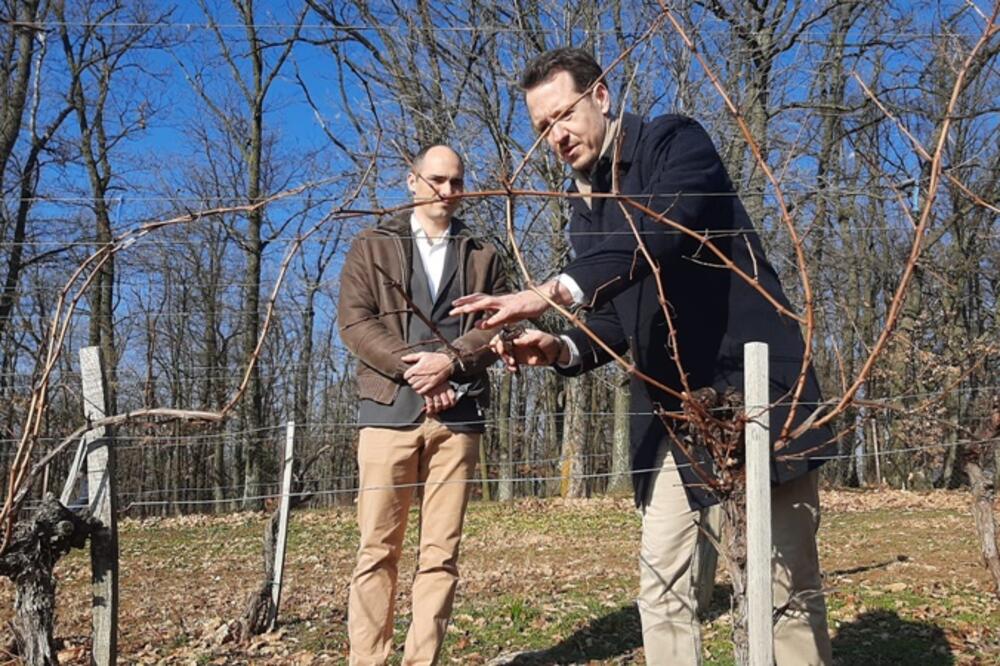 PRINČEVI POKAZALI DA POŠTUJU TRADICIJU: Filip i Mihailo sa ponosom orezali vinovu lozu u srpskoj Toskani (FOTO)